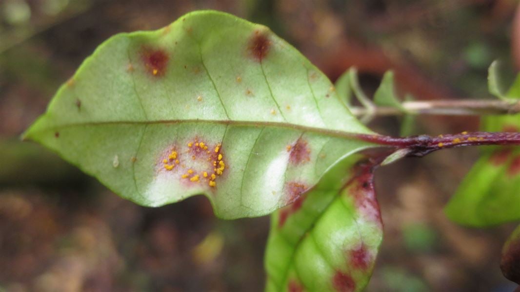 Bright orange-yellow powdery myrtle rust pustules on under-side of a ramarama leaf