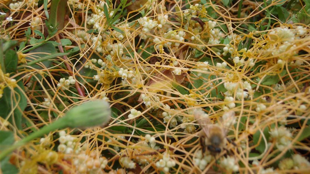 Spaghetti like weed with white bulbs spread on the ground.