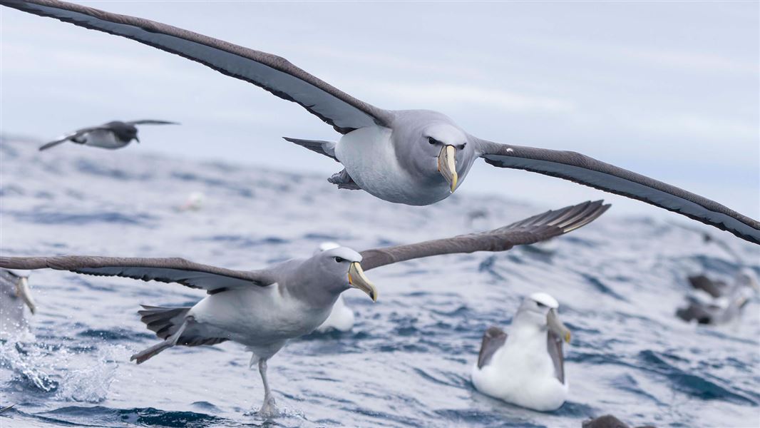 Albatrosses flying.