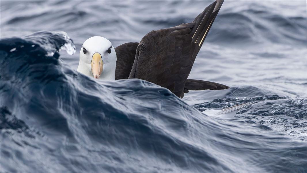 Black-bowed albatross on water. 