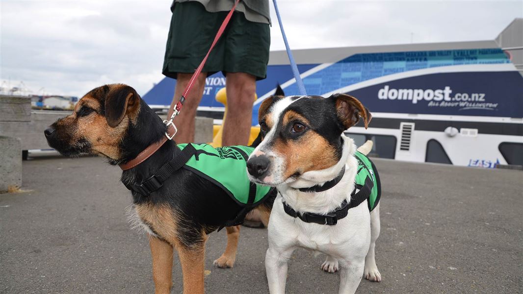 Conservation dogs Flint and Kowhai. 