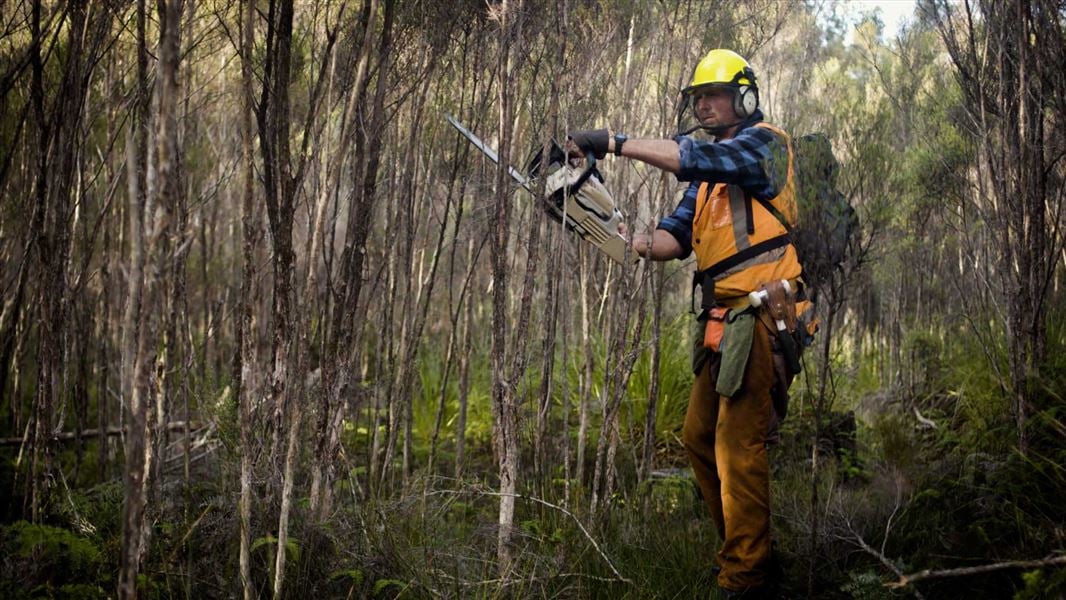 A person uses a chainsaw to cut down thin trees. They are wearing protective equipment.