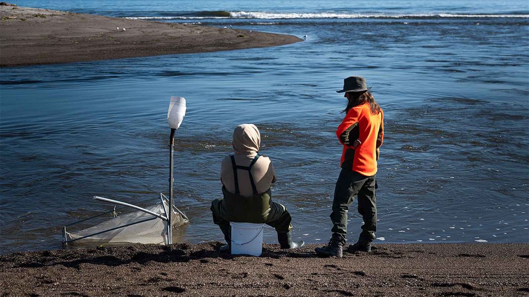 A DOC ranger talks to a person whitebait fishing on the shoreline.