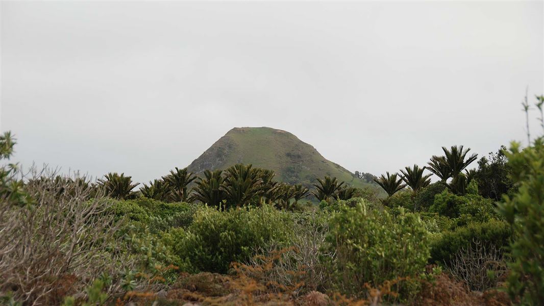 A small hill juts out of a dense green jungle of palm like trees.