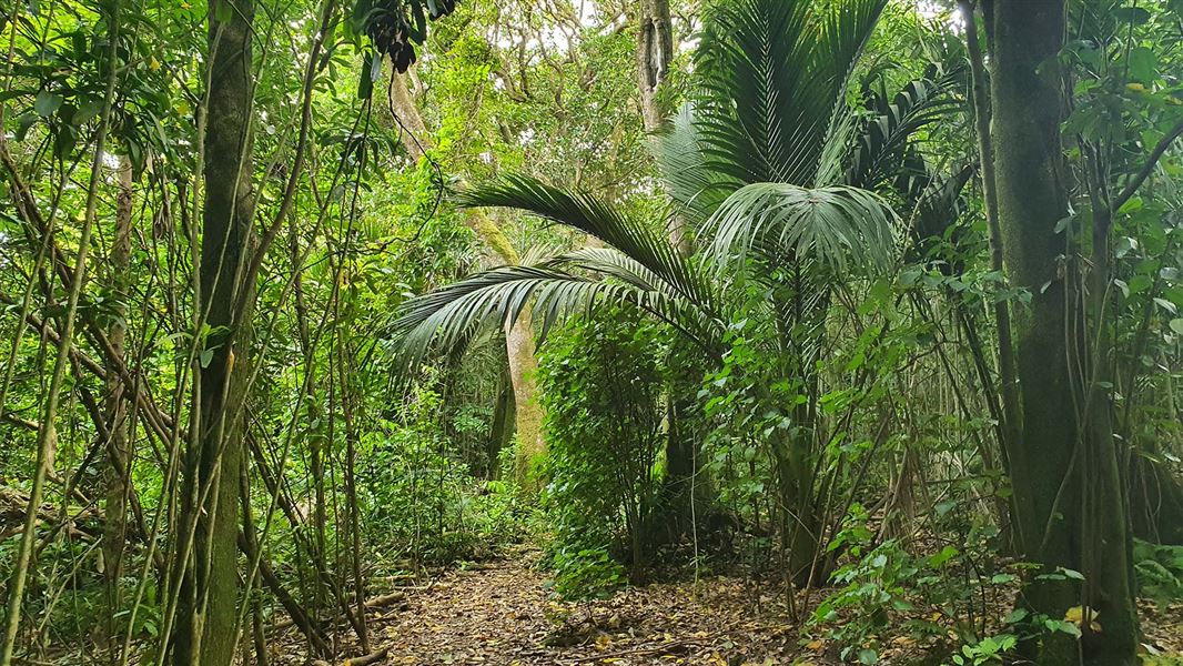 A leave covered path extends through a dense green jungle.