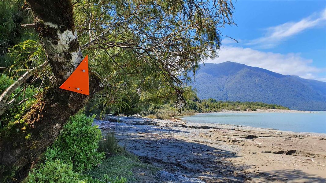 A orange triangle warning sign attached to a tree overlooking a beach.