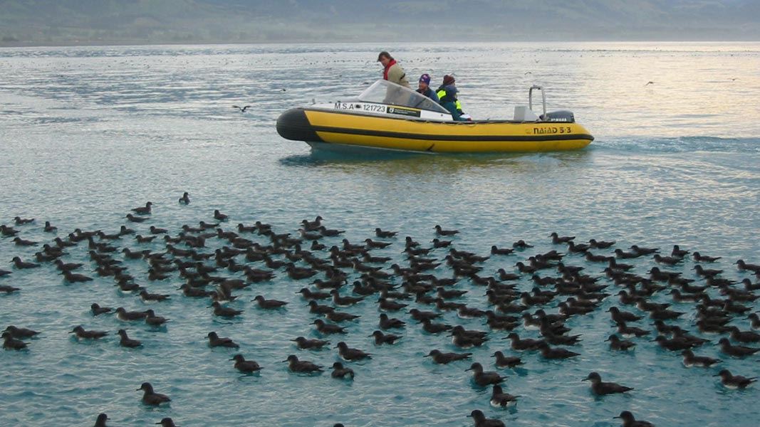 Huttons shearwaters around a boat. 