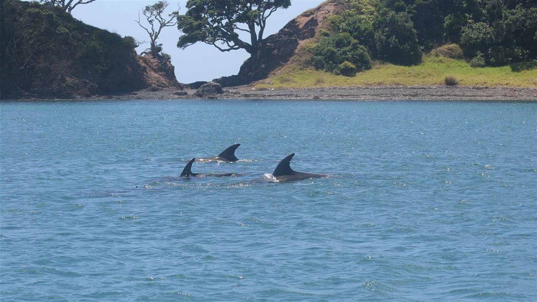 A few dolphin fins jut out of the sea infront of a lush island.