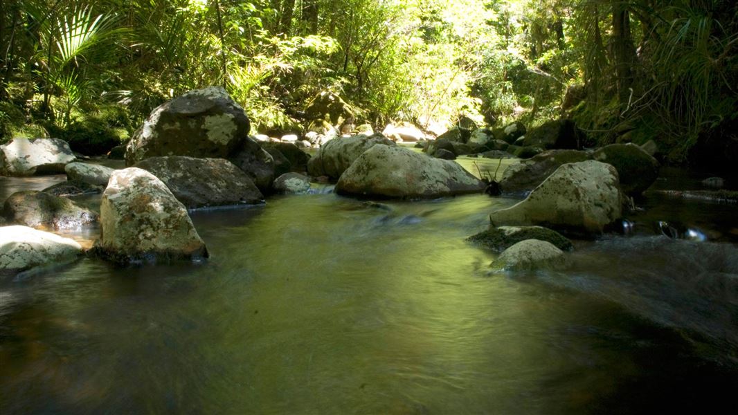 Puketī Forest. 