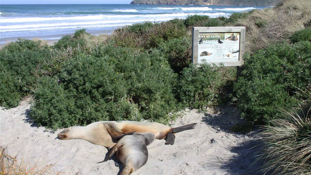 Two sea lions lay closeby to a sign warning of sea lions in the area. The sea lions are nearby some green bushes that contrast with the sandy beach.