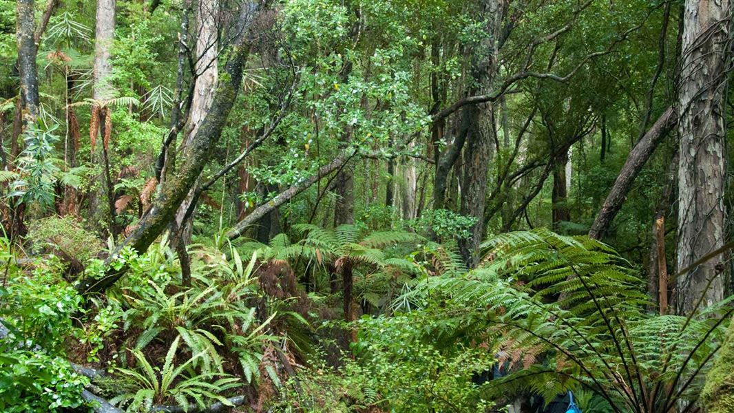 Native forest on Ulva Island. 