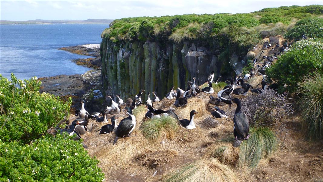 Auckland Islands: Places to go in the subantarctic islands, Southland