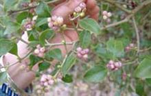 Mistletoe: Native Plants